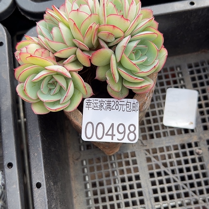 幸运的人会遇到你喜欢你
