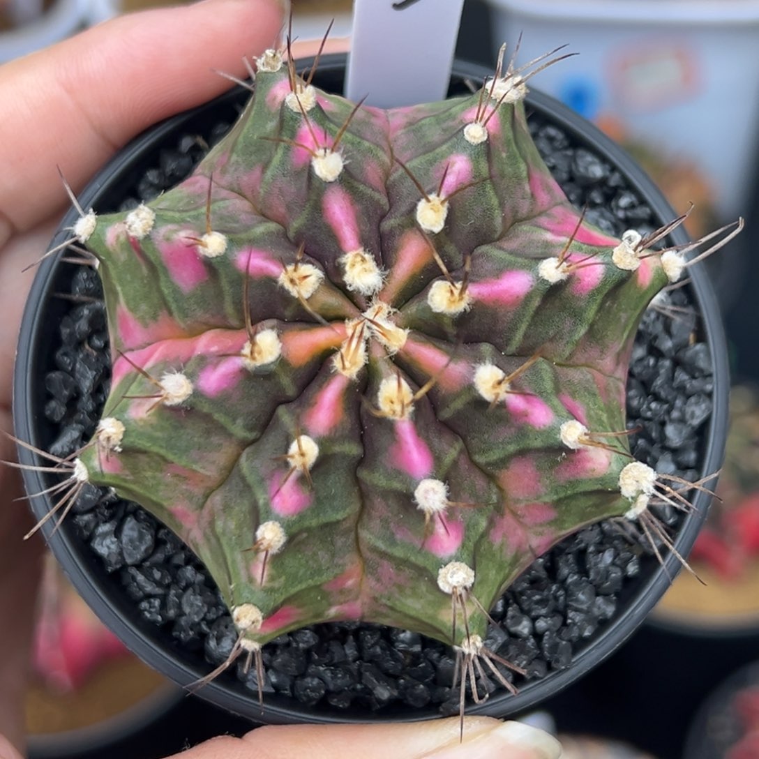 5泰系侧芽，粉砖，带盆土发货