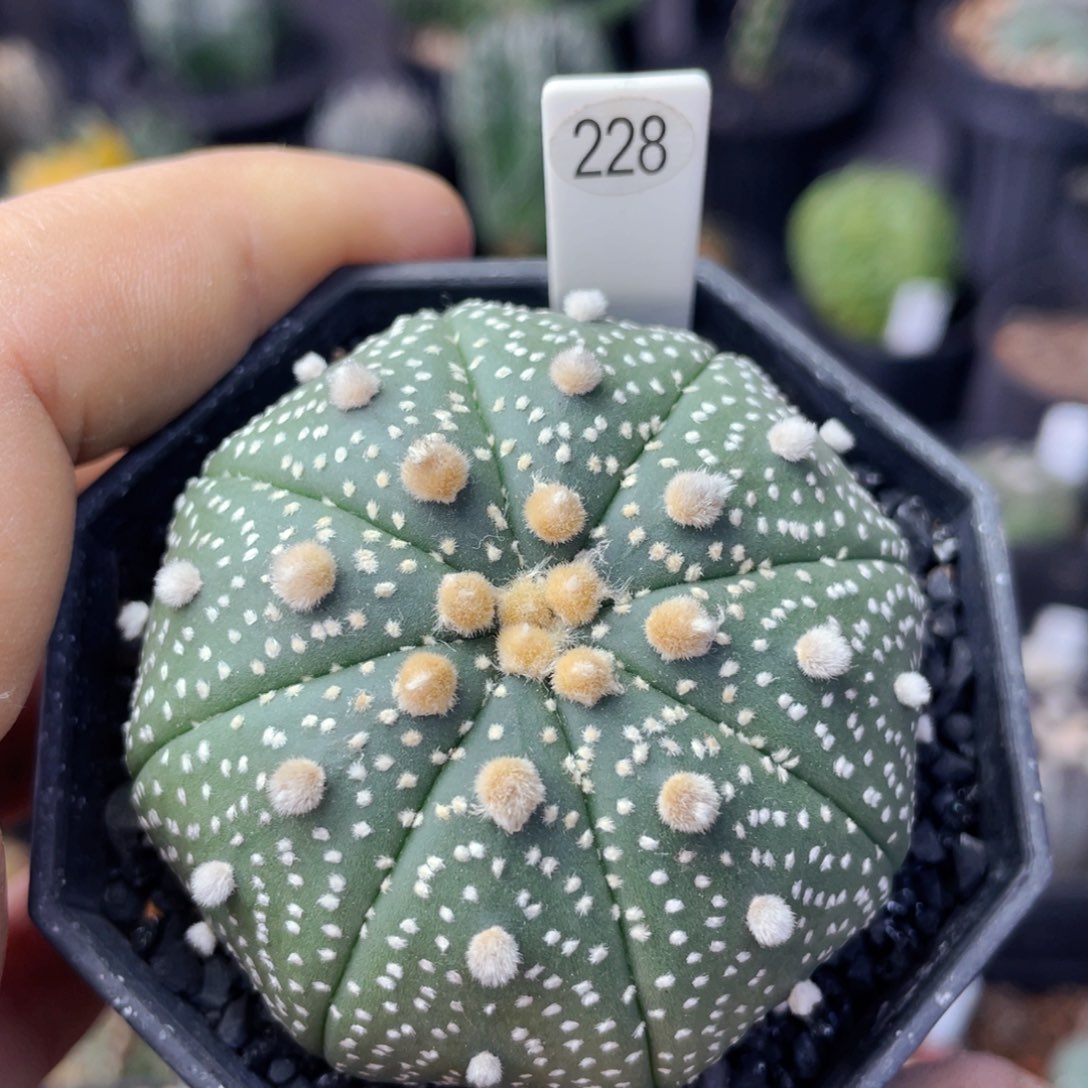 仙人球满28包邮盆口径5公分