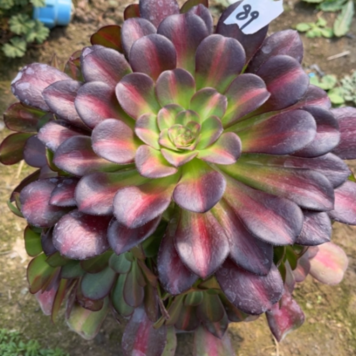 【闪购商品】89花钠锦多肉法师