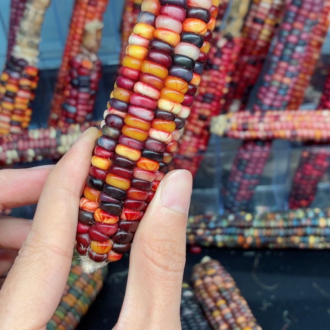 克***拉吊坠白玉菩提文玩精品文玩精品