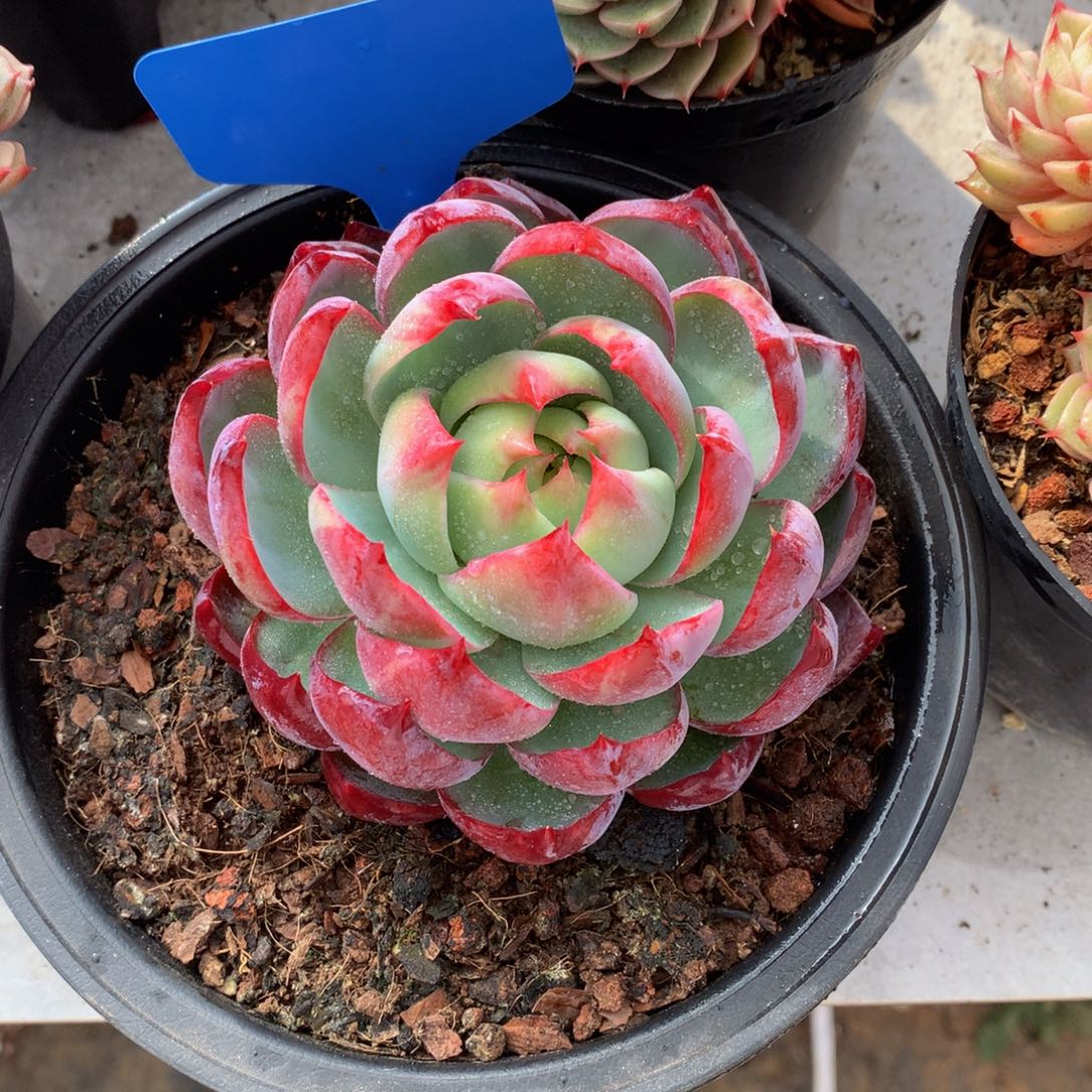 糖***糖惊鸿仙子哦727uwuwuwuwuw