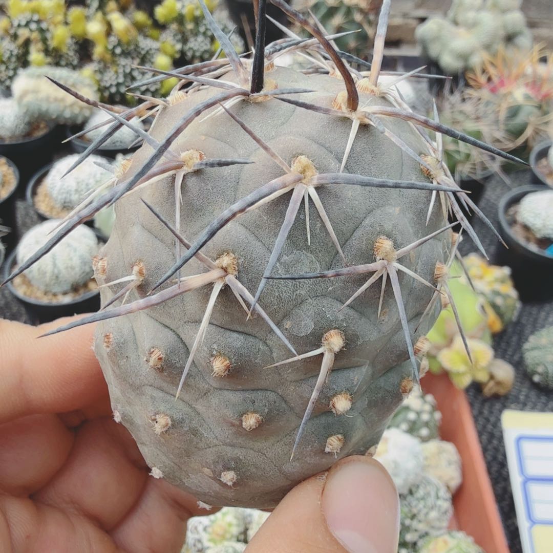 紫皮大型水牛角习志野多肉植物
