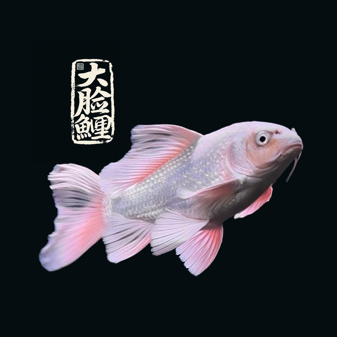 精品蝴蝶鲤观赏鱼冷水活体健康好养耐活