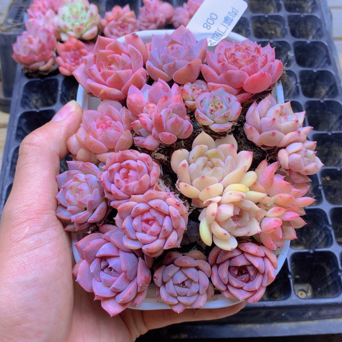 我要去看你了啊我的天啊008