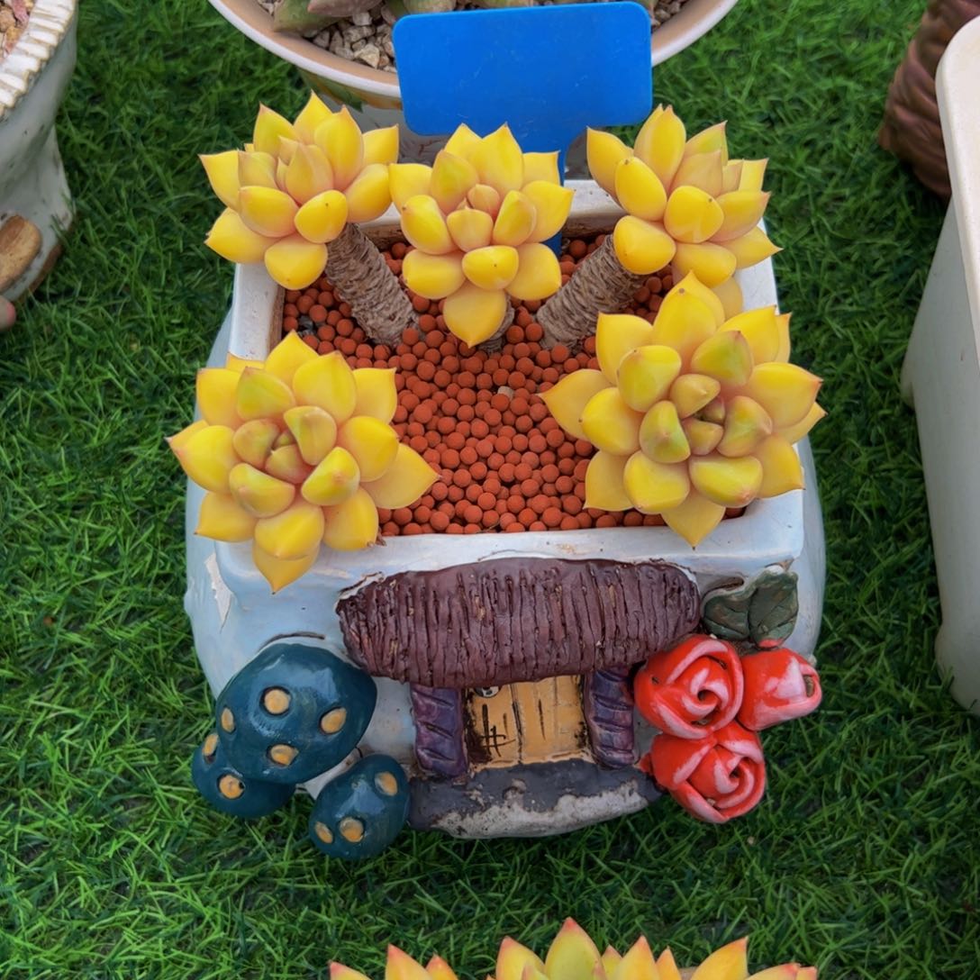 陌***L红象牙小老桩带盆