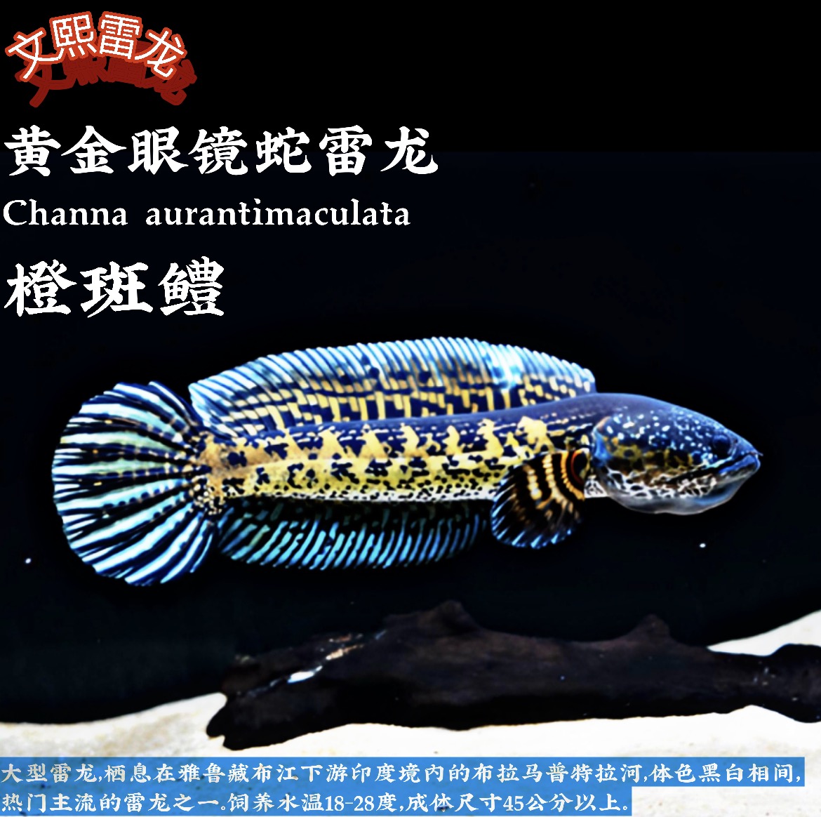 黄金眼镜蛇雷龙鱼