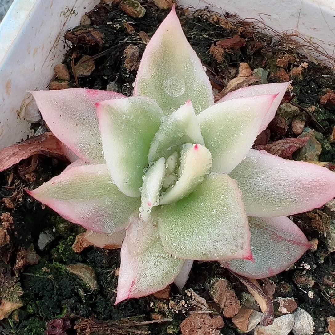 美乌锦，覆轮锦多肉植物