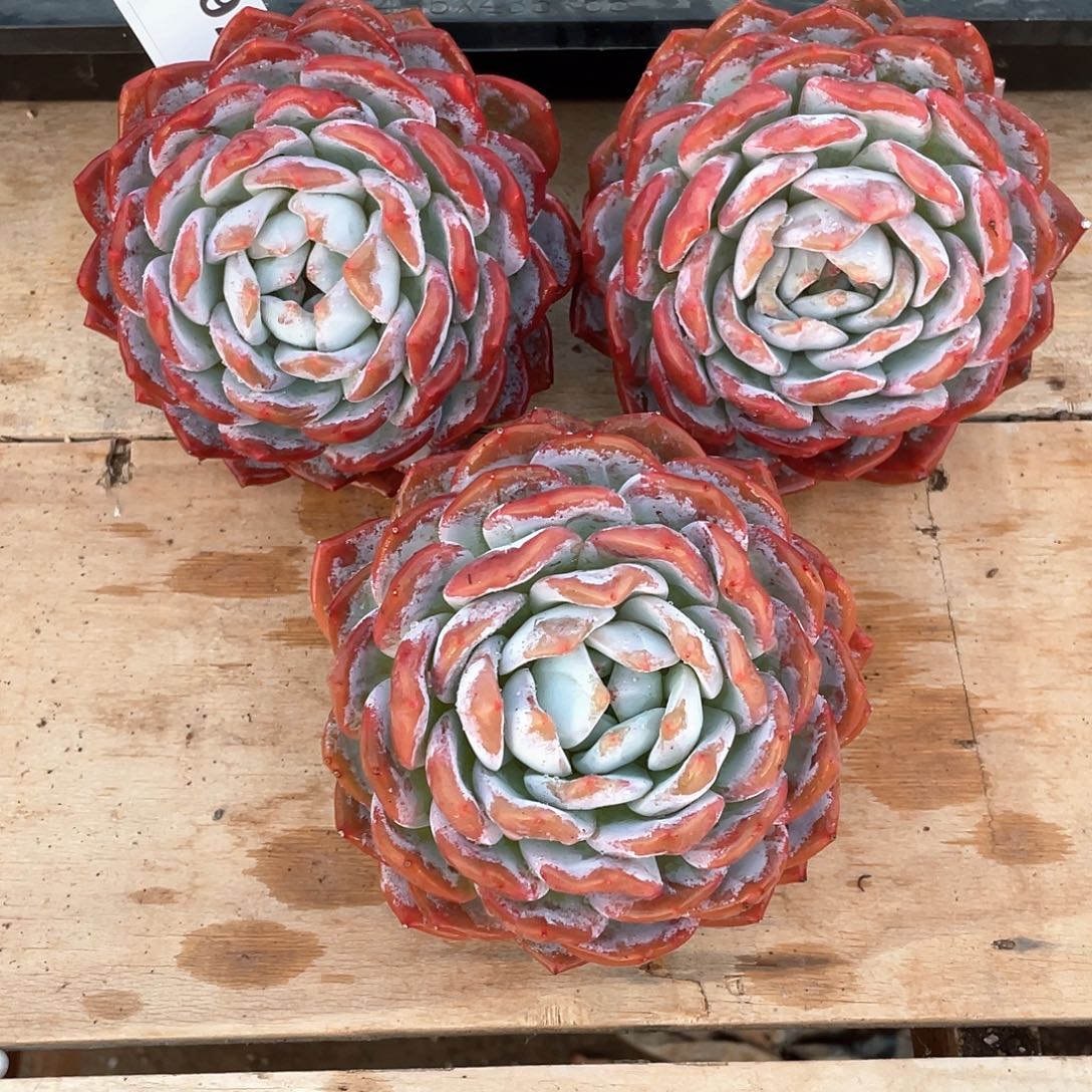 阿***玉292多肉植物多肉植物