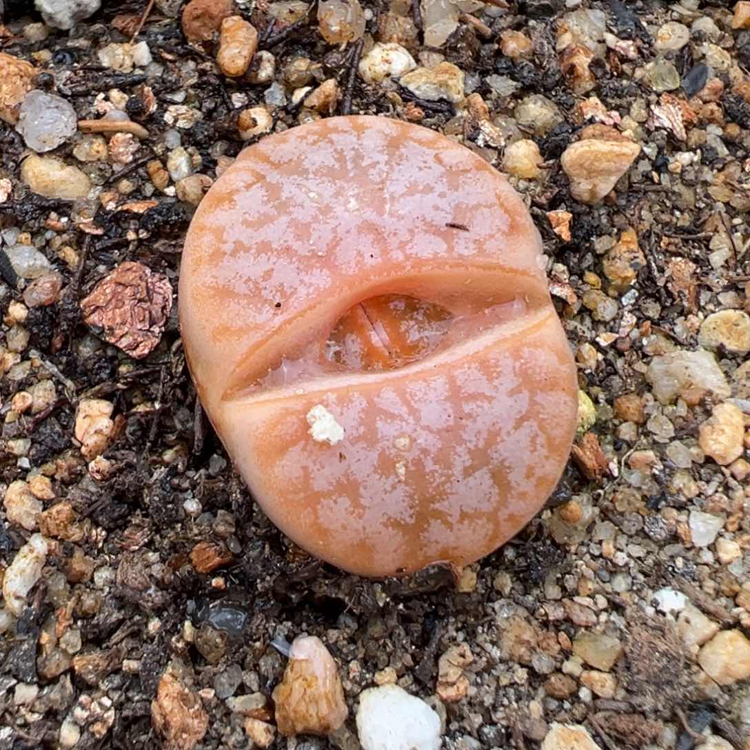 2.13好看的多肉606