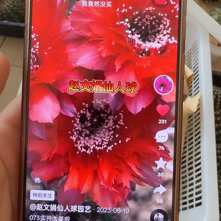 清库存彩草侧芽歪073