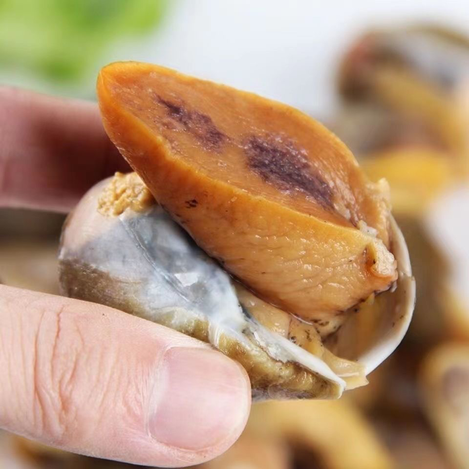 【顺丰发货】老婆脚新鲜冷冻速冻大号鲍鱼螺4斤