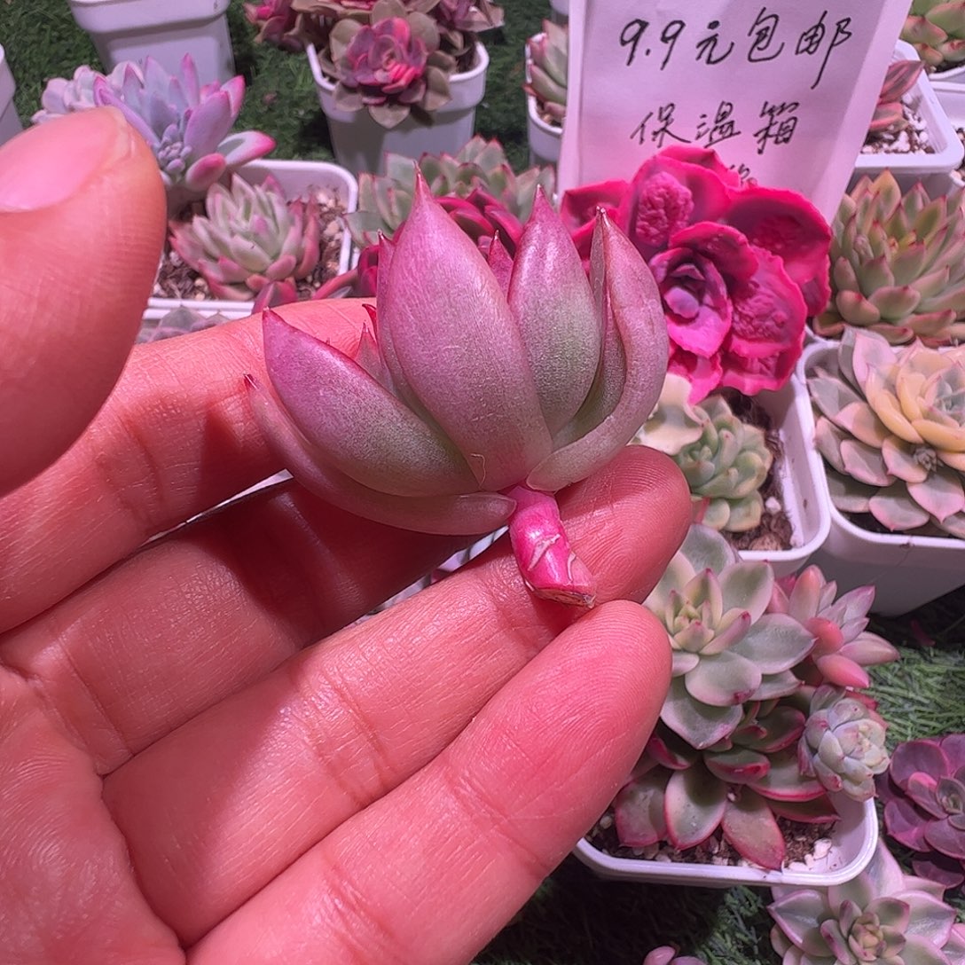 s***w多肉植物多肉植物