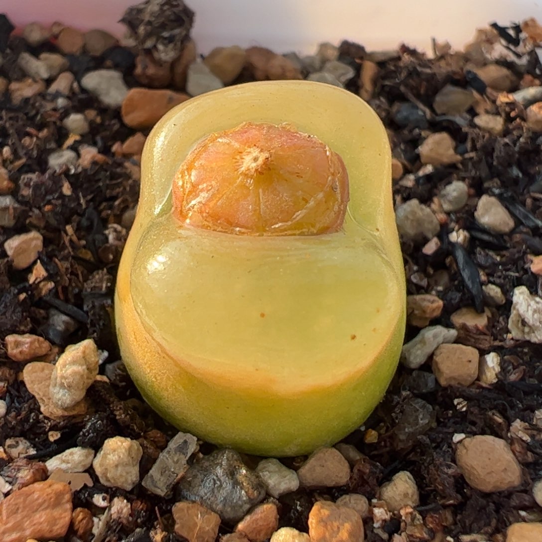 荔枝毛带盆发多肉植物百科