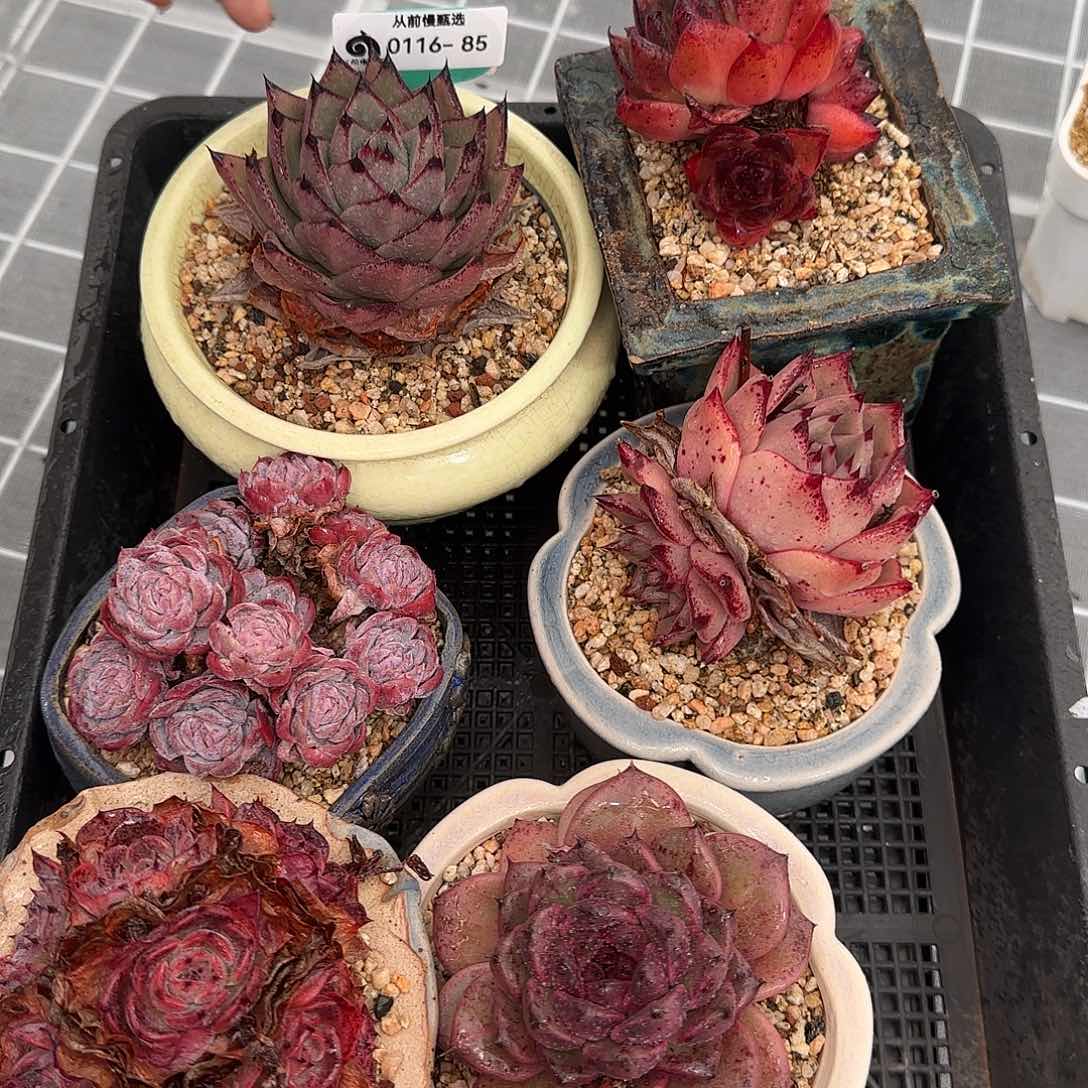 从前慢花园精选多肉编号0116-85