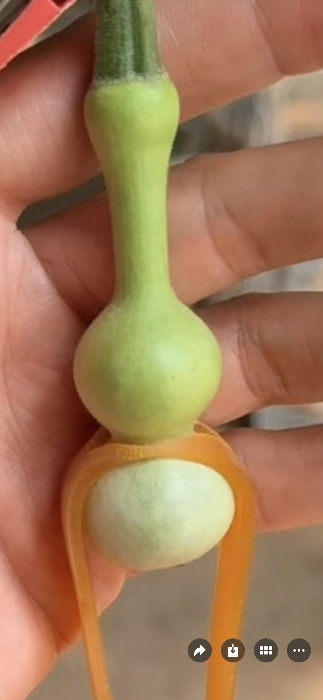 天坛长粗翻嘴八宝葫芦
