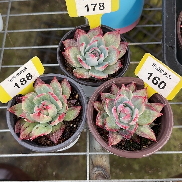 *****178，188，160 惊鸿仙子多肉植物6-9cm