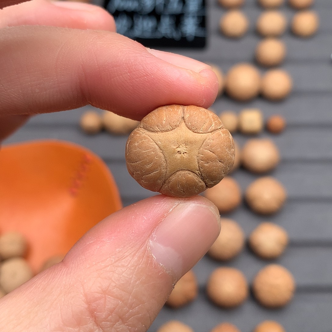 吊坠凤眼菩提21+梅花五星，非质量问题开孔不退