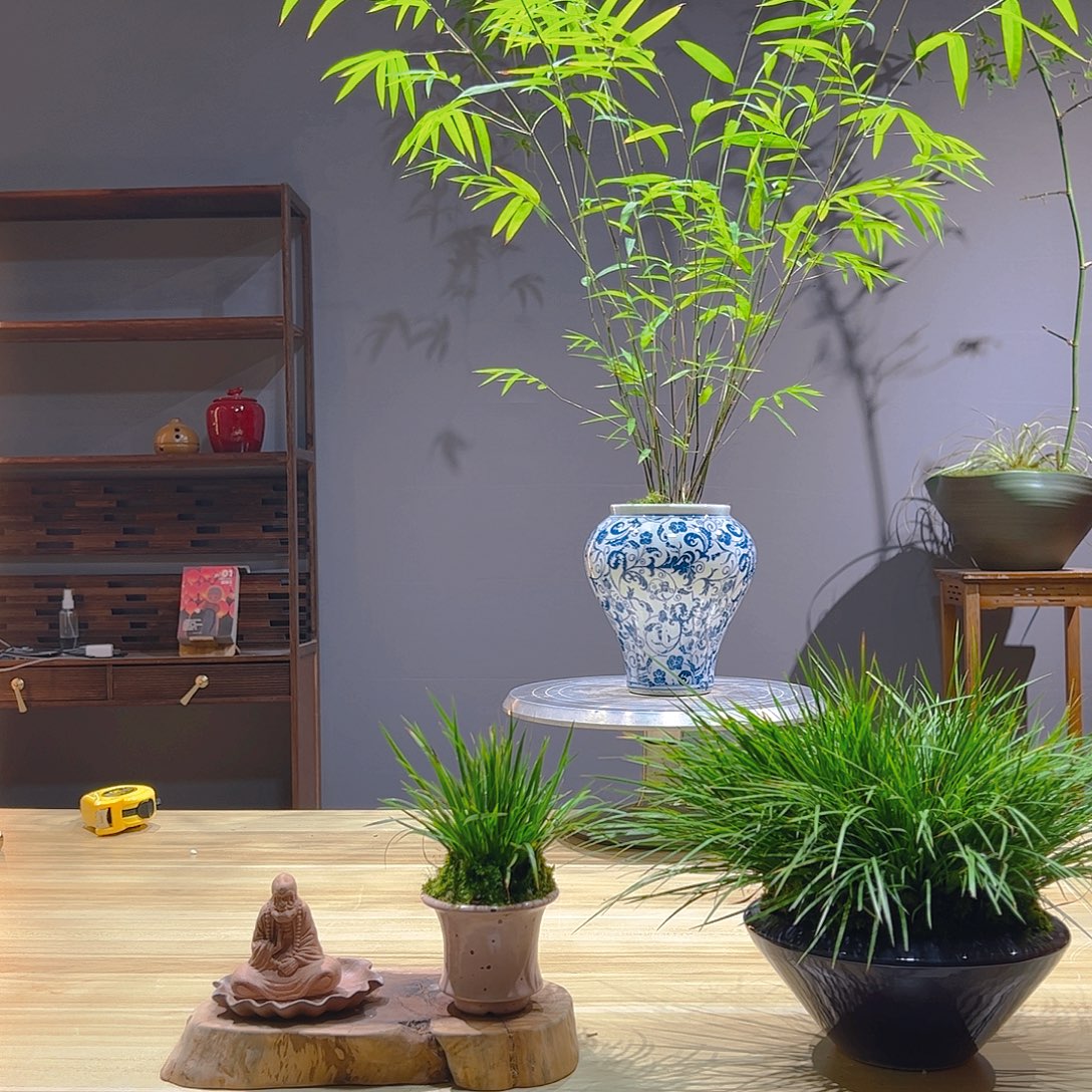 桃****无花朵老桩精品竹盆景作品