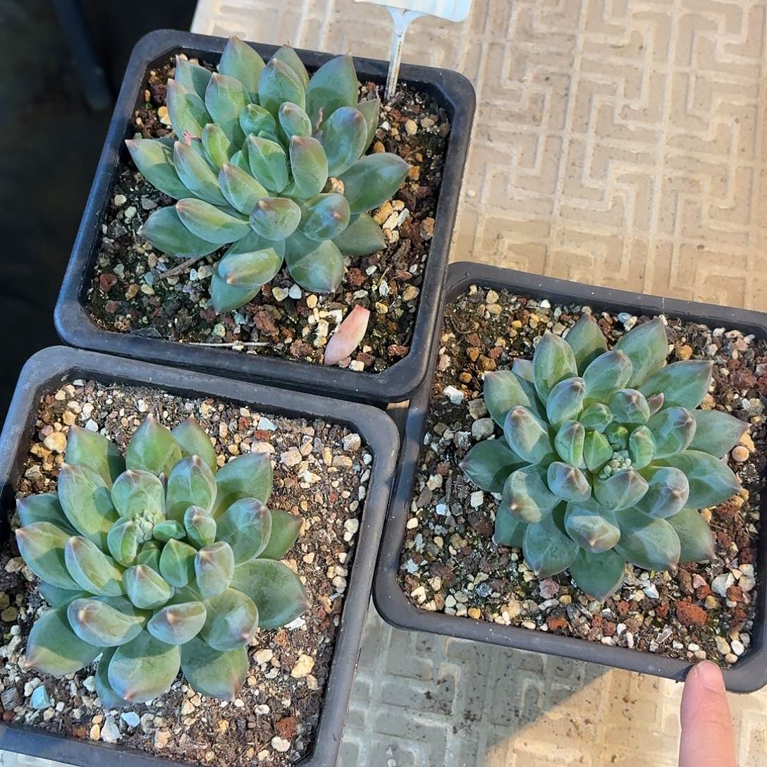 重楼8888888888888888