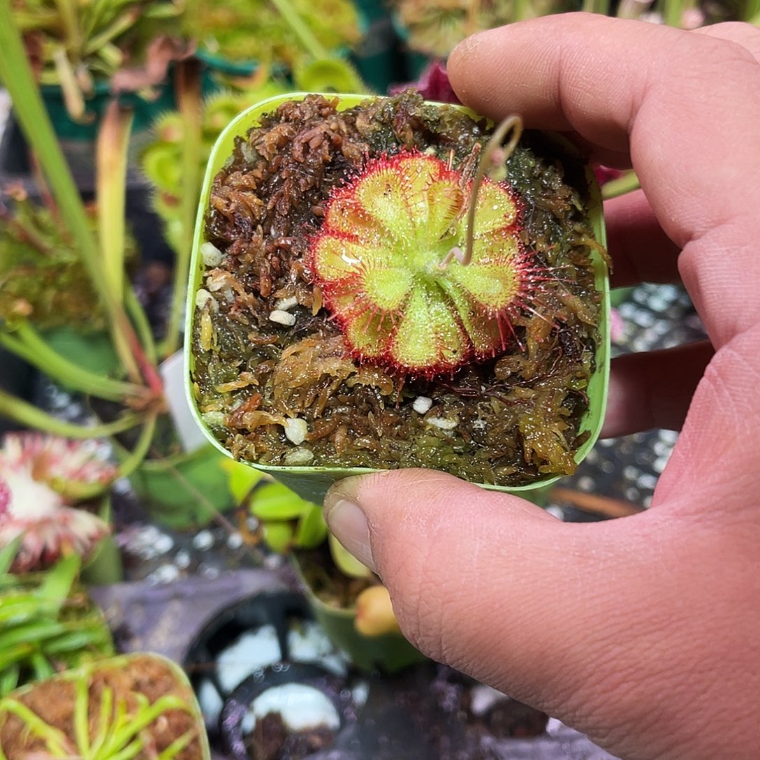 完全开放锦地罗梦工厂