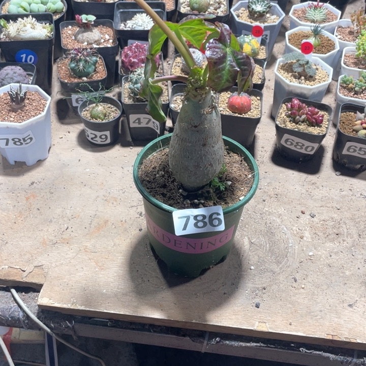 786佛度海棠块根