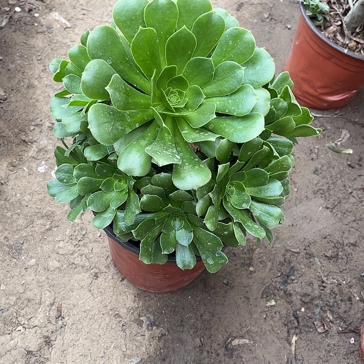 1号绿玫瑰玫瑰玫瑰