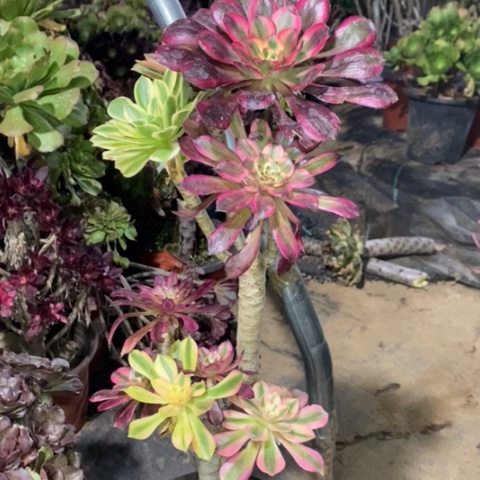 嫁接多肉植物049