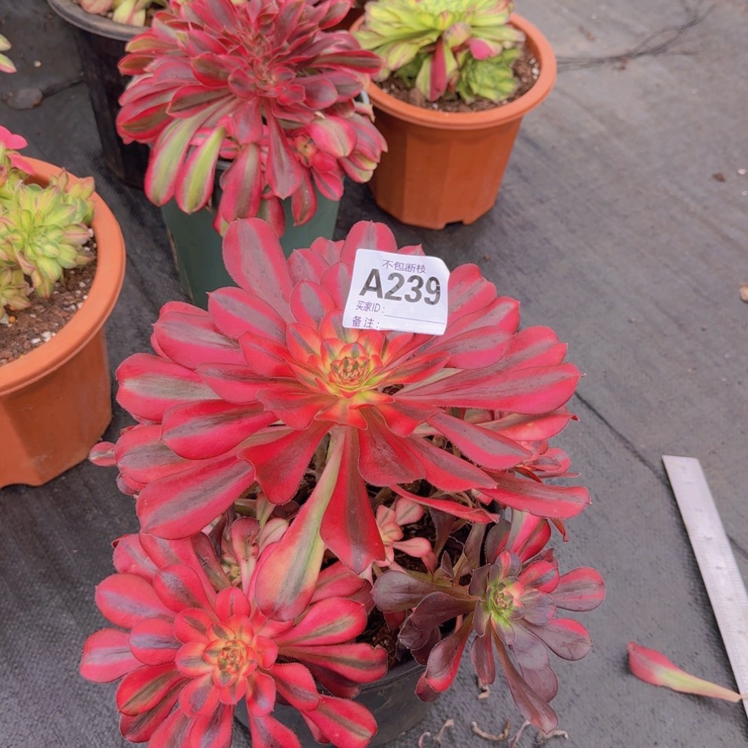 精品多肉植物239