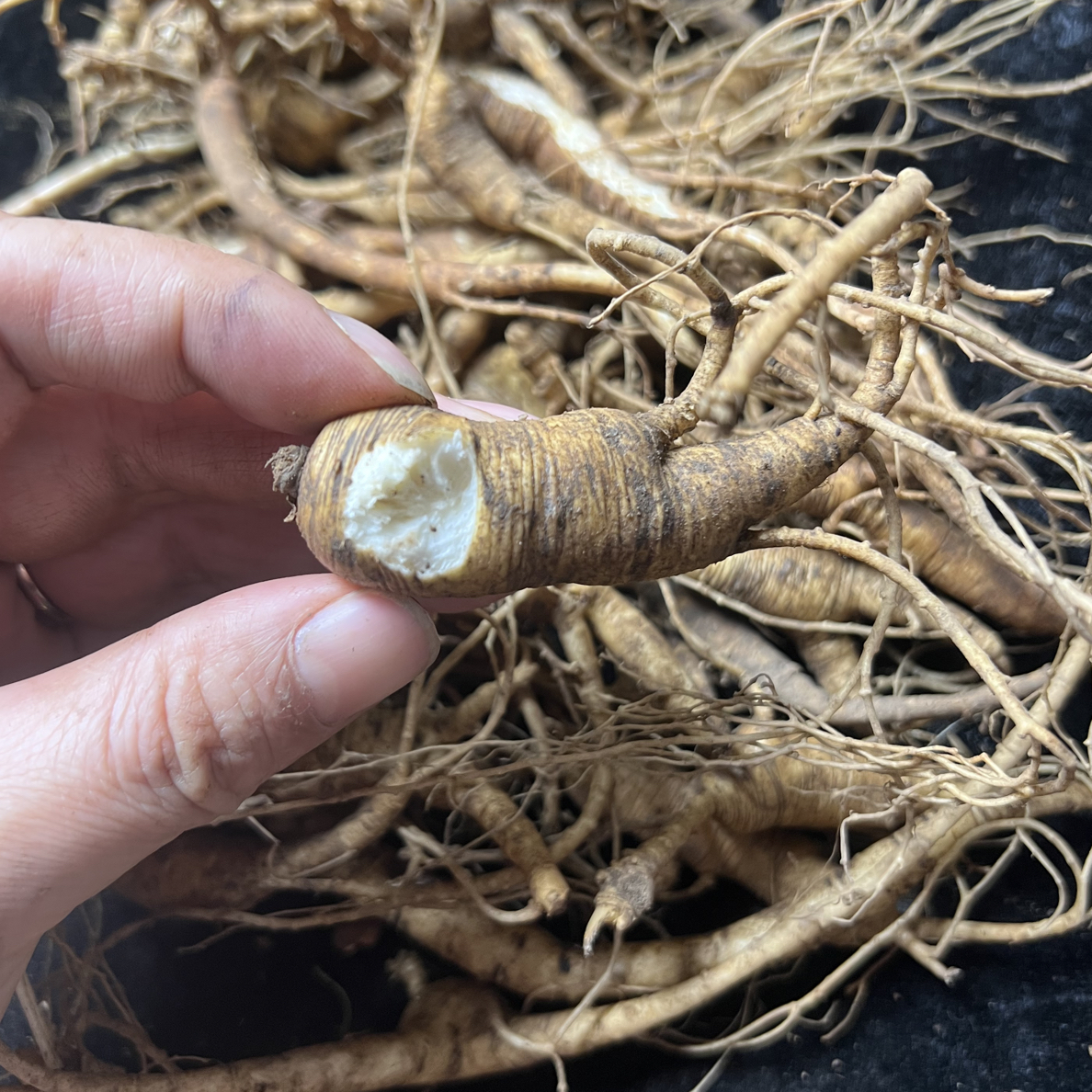 长白山新鲜林下参残参秀参可泡酒煲汤