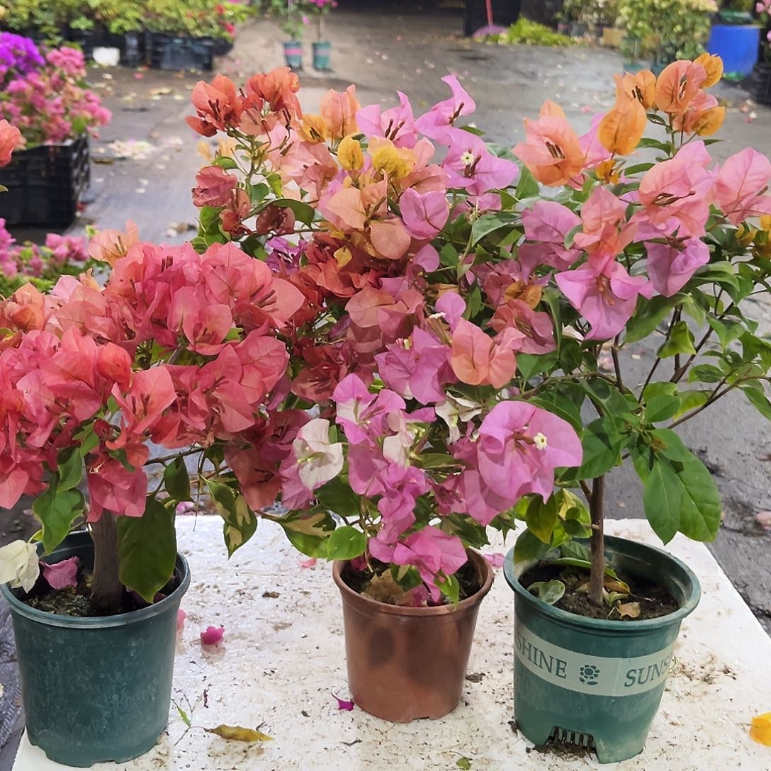 完全开放不甜西瓜，金心橙白，金发女郎