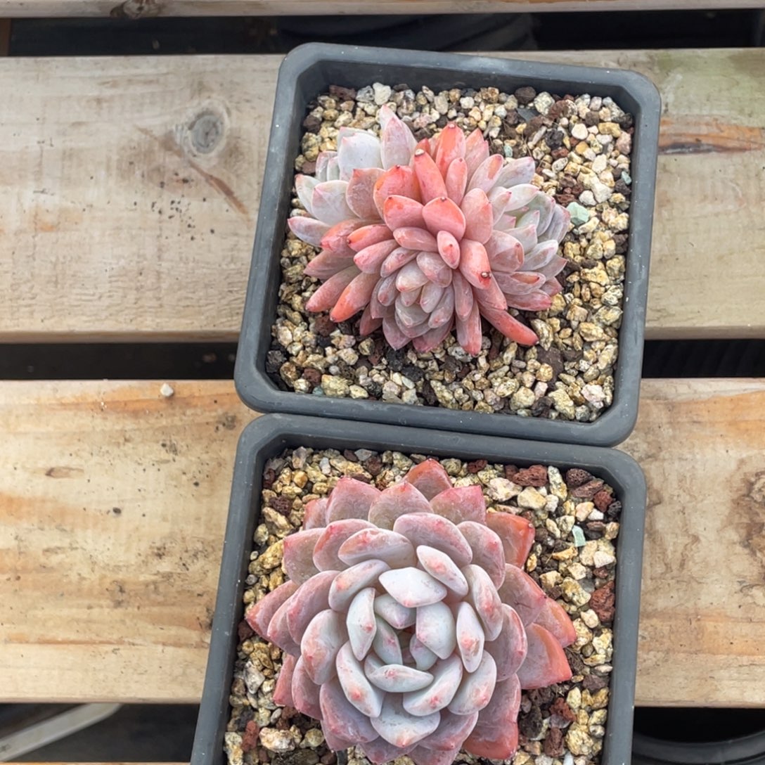 立***麻橙子一物一拍精品