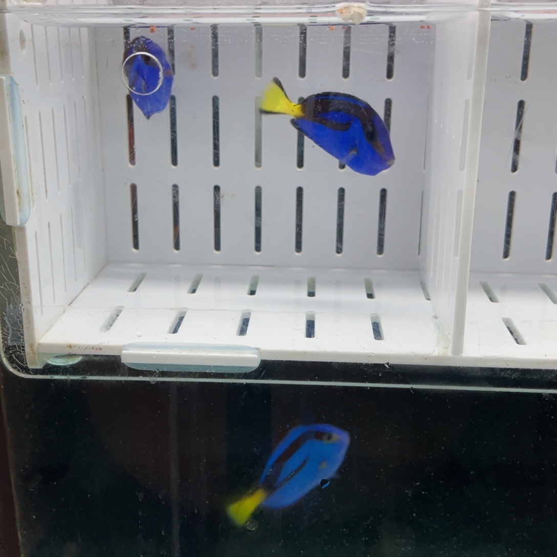 海水鱼蓝调两条111111