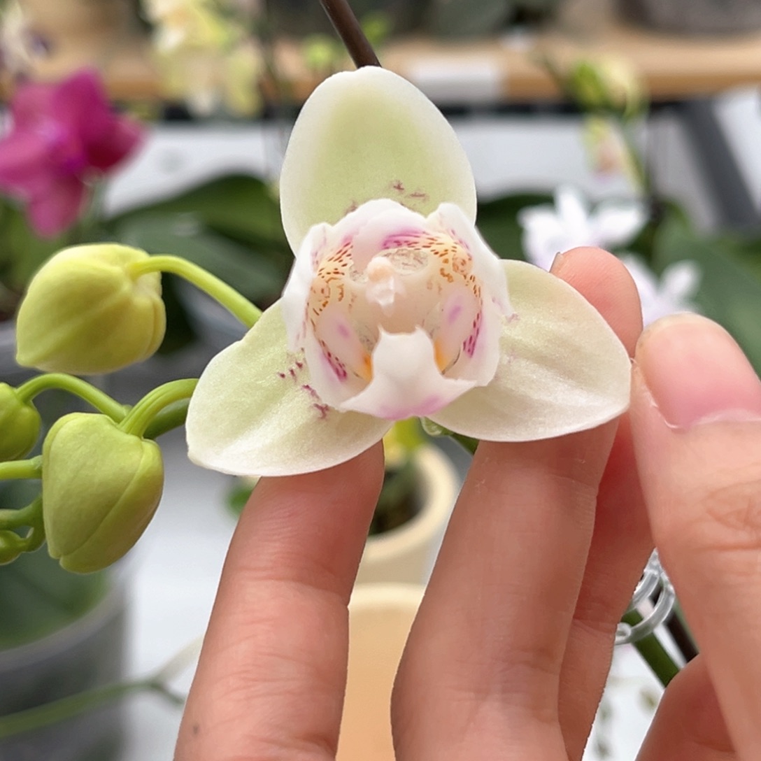完全开放2.5寸幸运星开花株