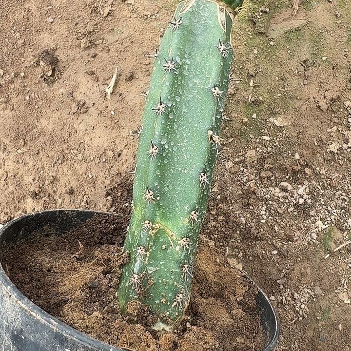 玉牡丹嫁接袖蒲4号