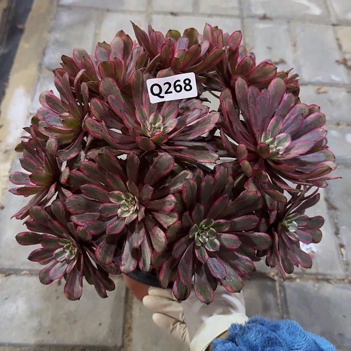 268紫霞丛林44冠服25.6左右