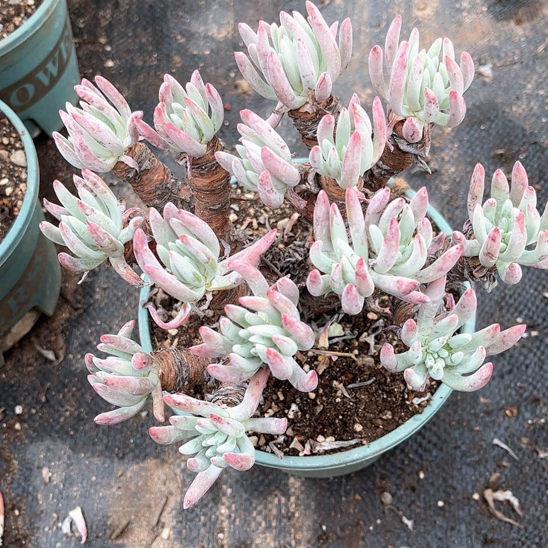 6354爱度里斯仙女杯多肉