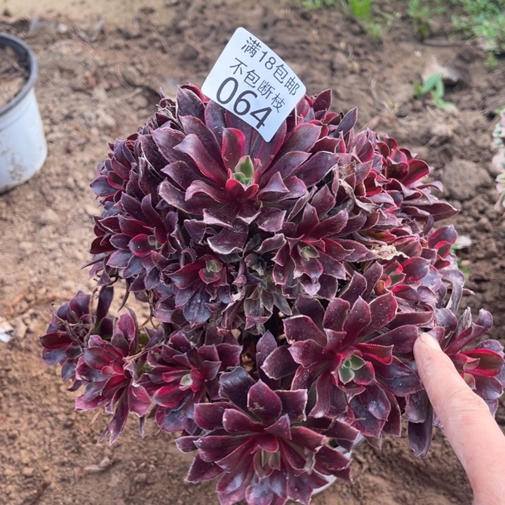 064蒙娜丽莎手捧1北法师