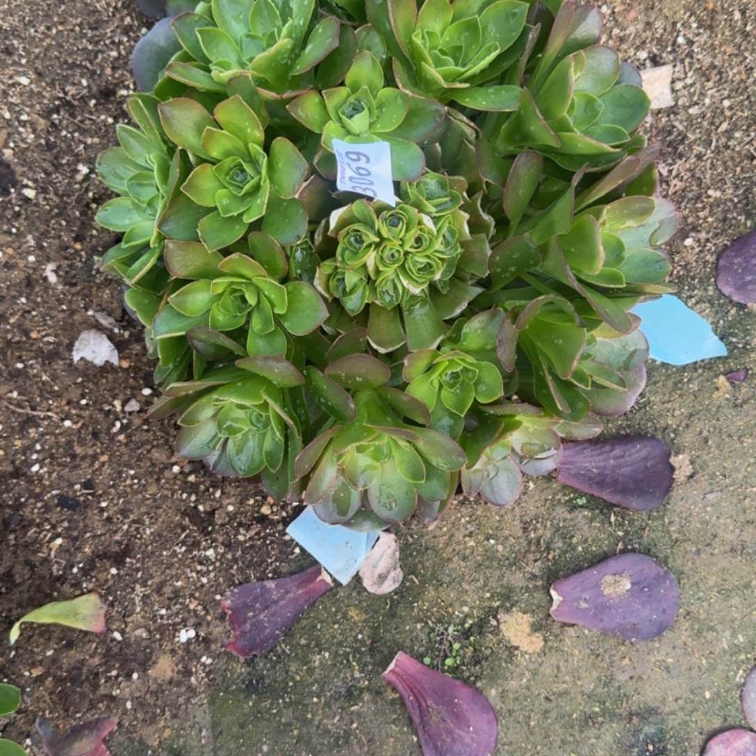 红*3069到秋费用。多肉植物