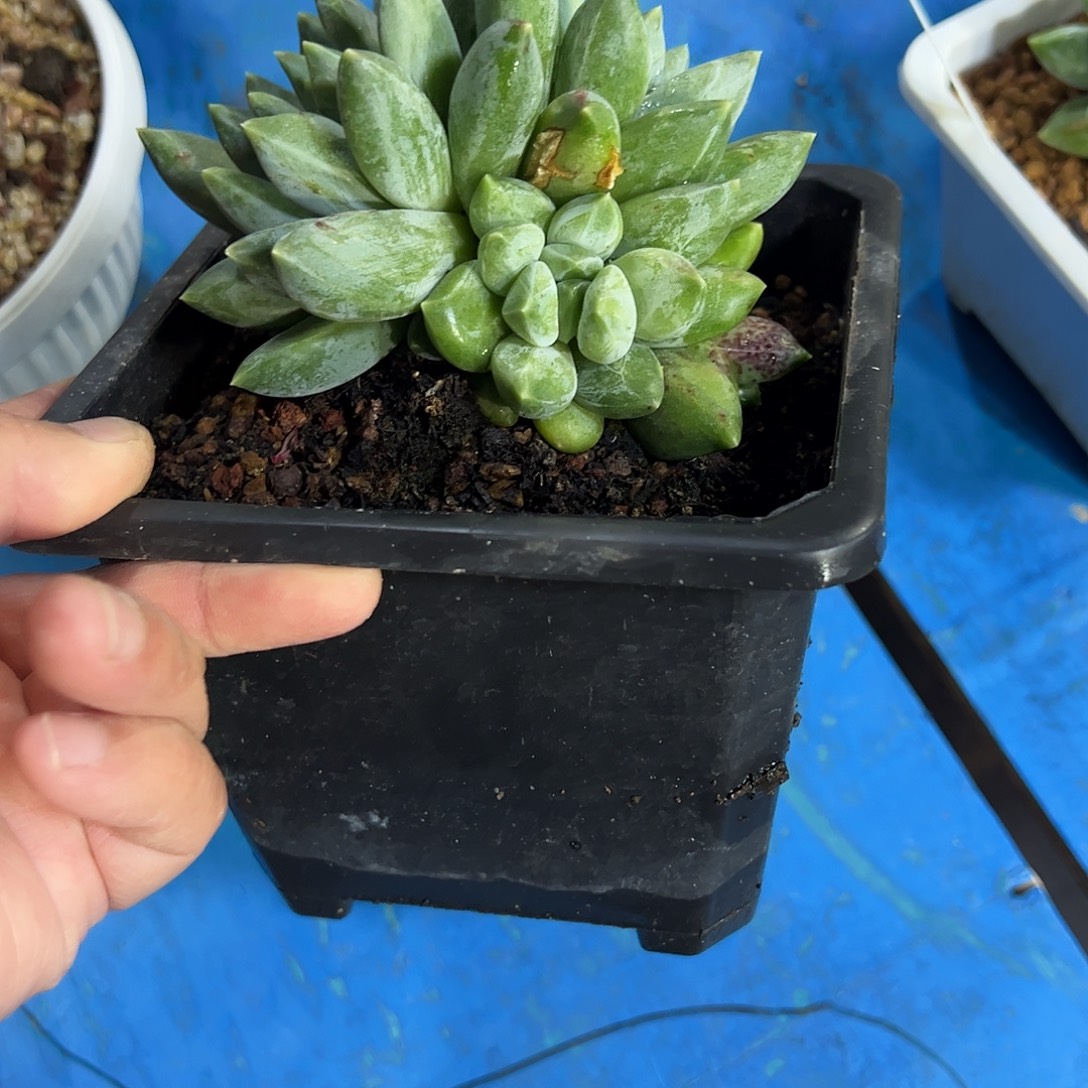 小***小重楼石化多肉植物