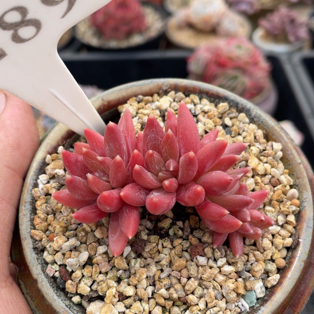 289糖爪不带盆6厘米