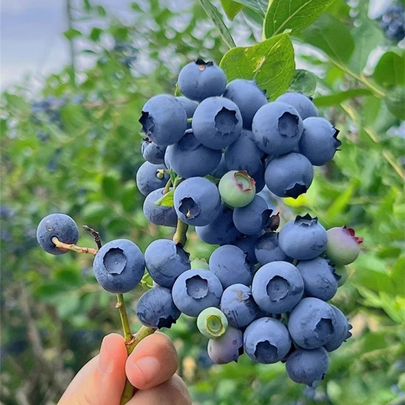2大果甜蓝莓苗庭院地栽阳台盆栽蓝莓果树苗当年结果耐寒南方北方