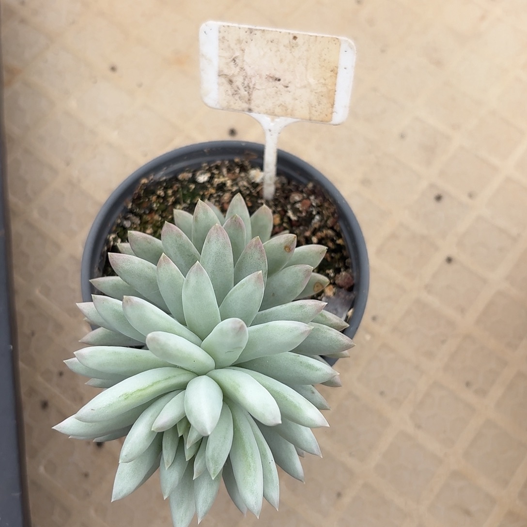 佛手锦1234567891011