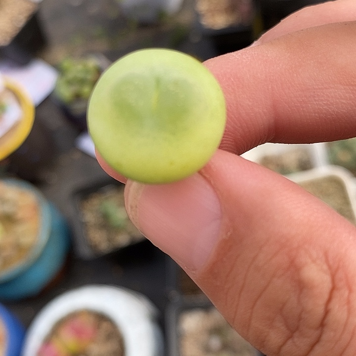 763大年份拉登一颗。     