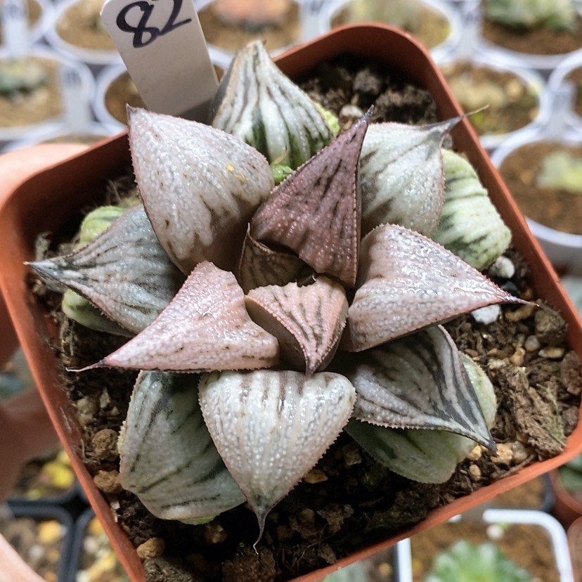 【闪购商品】82皇妃