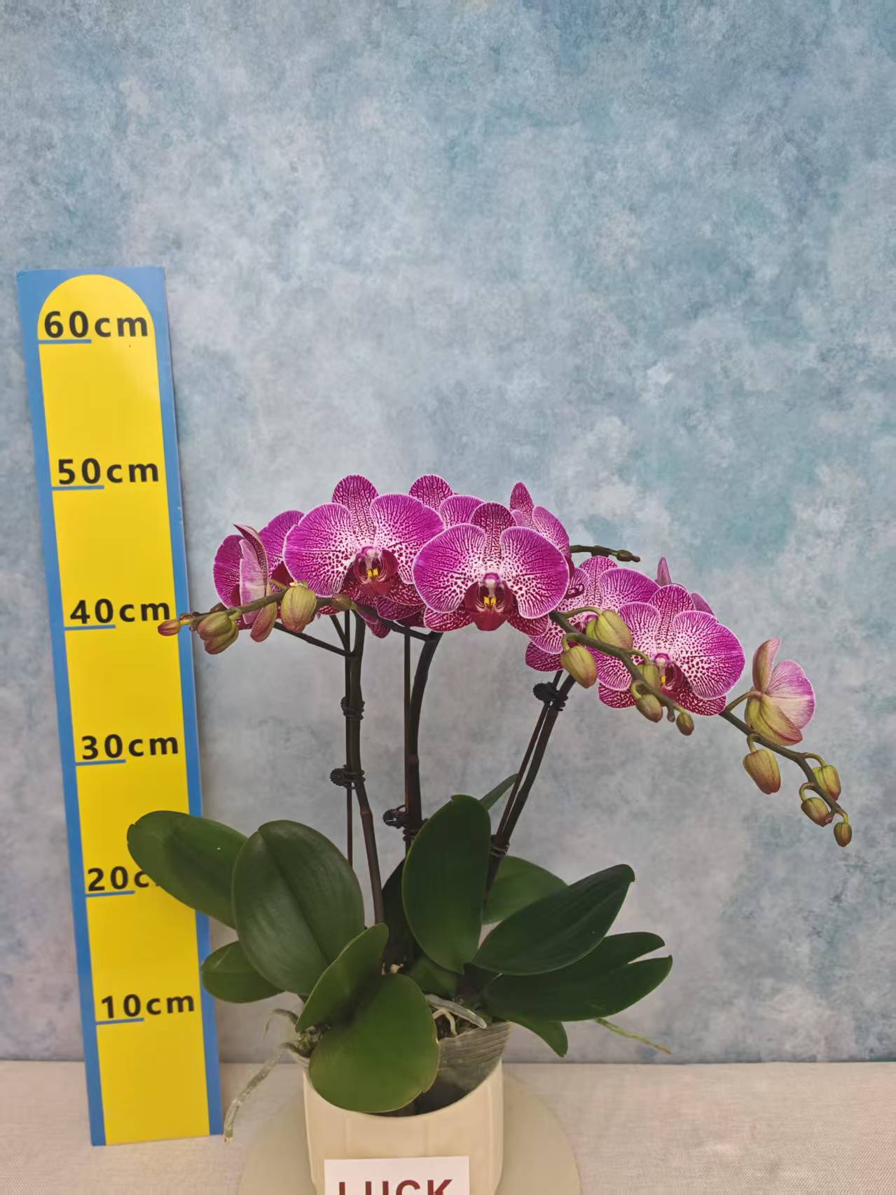 蝴蝶兰【星光】花苗盆栽带花剑花苞客厅室内四季好养观赏花卉