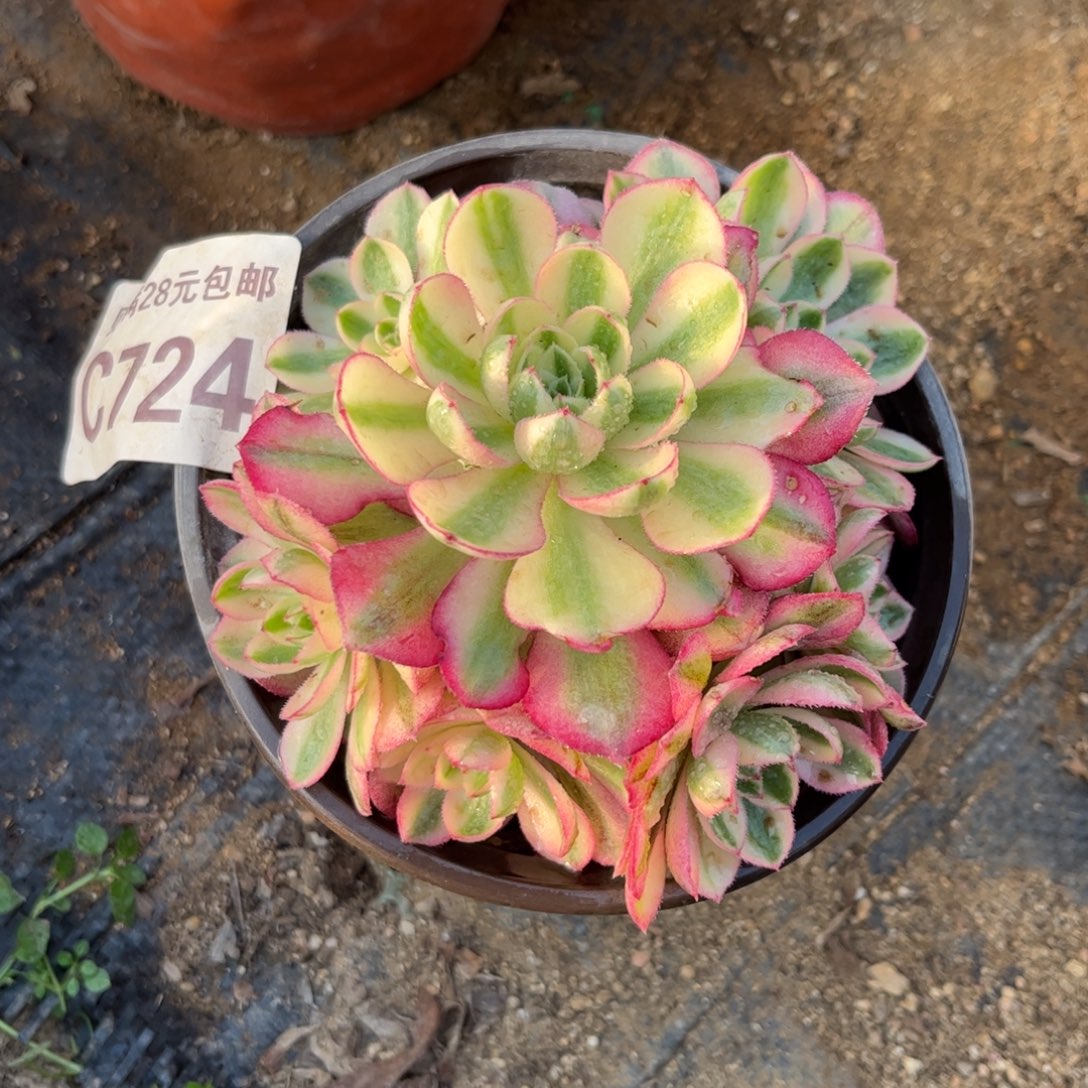 724多肉植物倾城