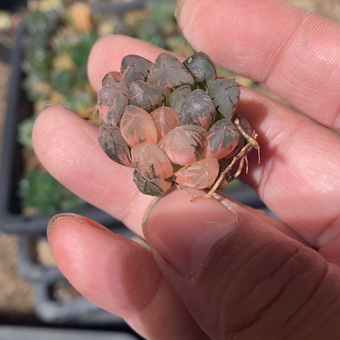 346 一颗实生雨露锦 点赞福利 