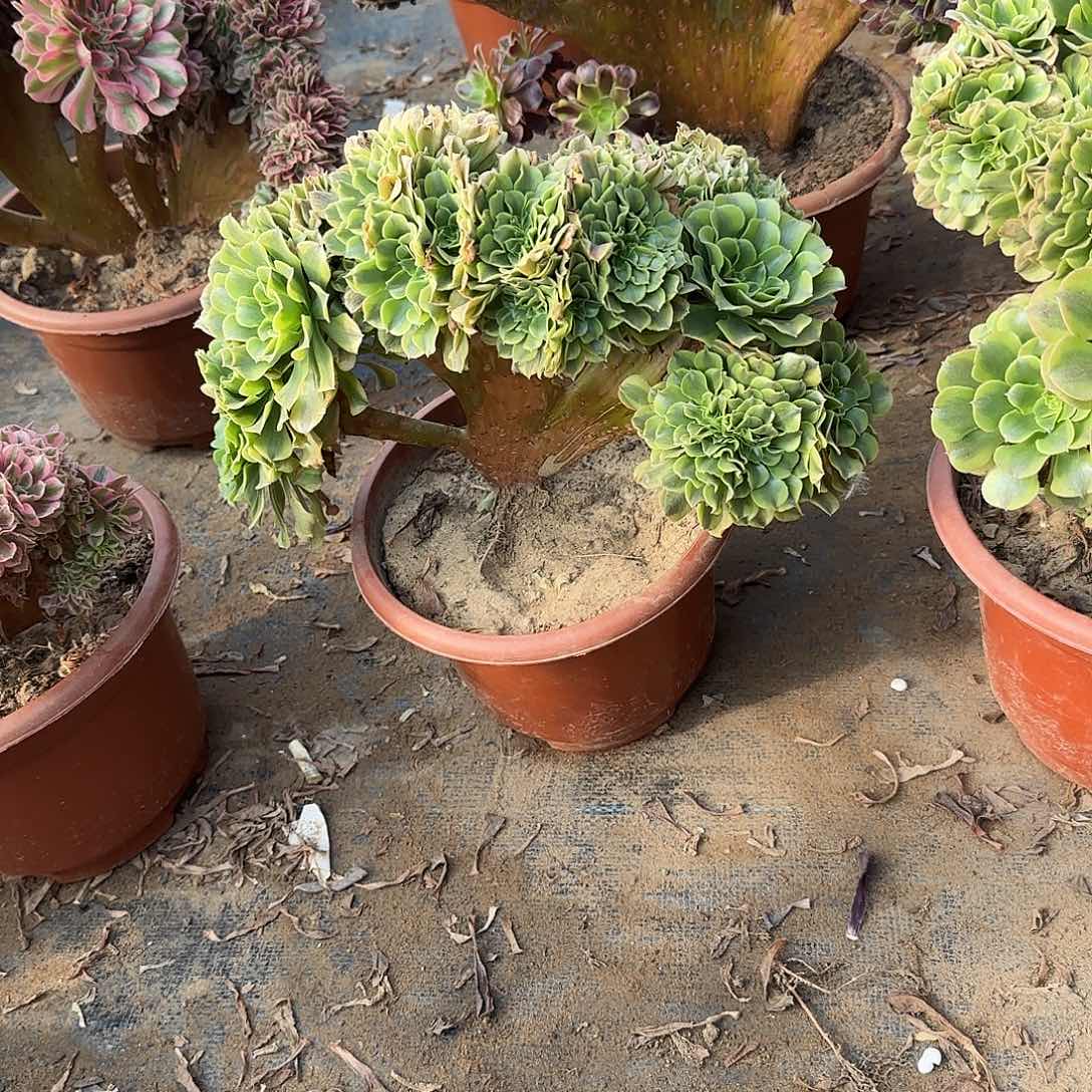 用***2绿豆沙明哦破婆婆哦婆婆