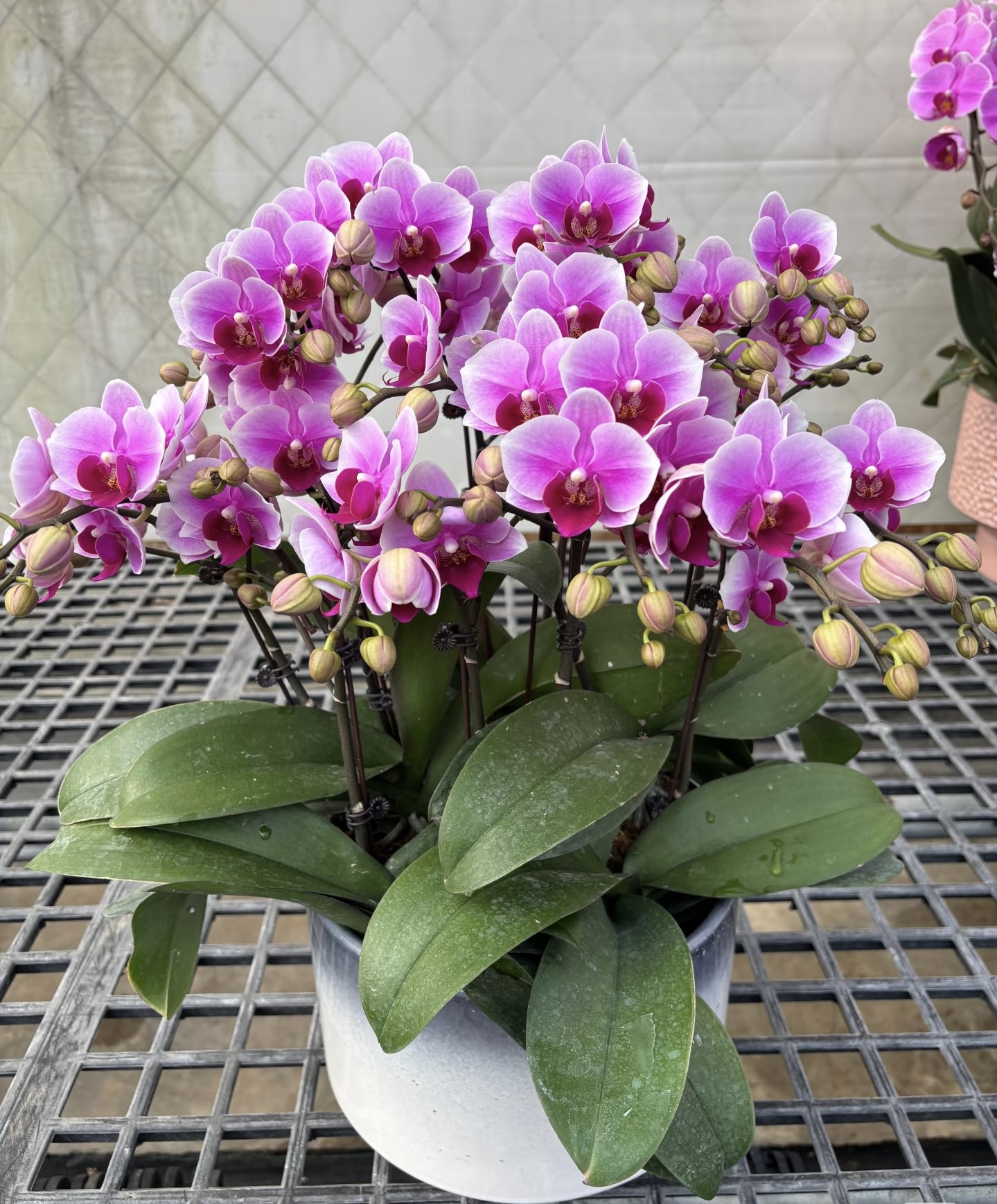 稀有品种 蝴蝶兰 开花机器 品种不指定